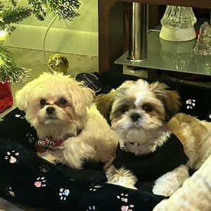 Meet your Posher, Monse